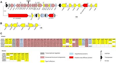 Type 3 Secretion System (T3SS) of Bradyrhizobium sp. DOA9 and Its Roles in Legume Symbiosis and Rice Endophytic Association